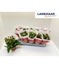 Kalanchoe Ø 10.5