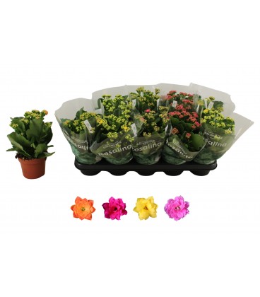 Kalanchoe Ø12