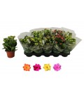 Kalanchoe Ø12
