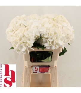 Hortensia Schneeball 60 cm 