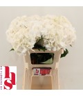 Hortensia Schneeball 60 cm 