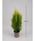 Goldcrest Ø12 h50