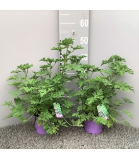 Geranium odorant Ø 14
