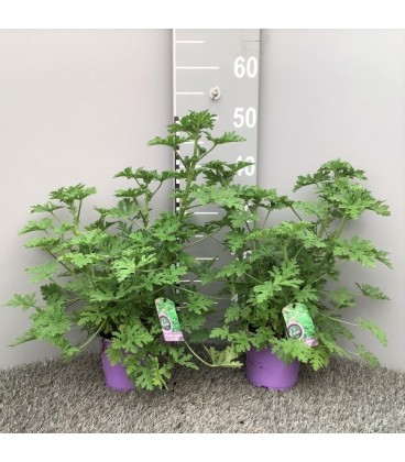Geranium odorant Ø 14