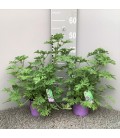 Geranium odorant Ø 14