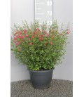 Sauge Hot Lips pot de 26