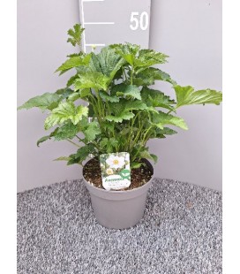 Anemone Honorine Ø 19 