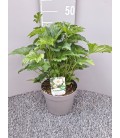 Anemone Honorine Ø 19 