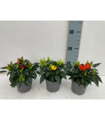 Piments salsa 3 coul Ø 10.5h 15