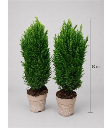 Elwoodii pot de 12 h 45