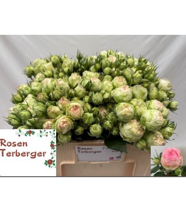 Rose Branchue Pashmina summer 50 cm