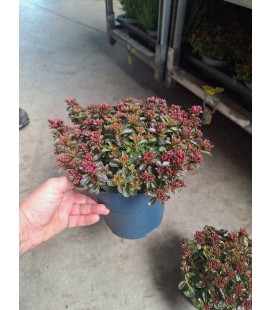 Sedum Deep rose Ø 17
