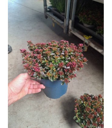 Sedum Deep rose Ø 17