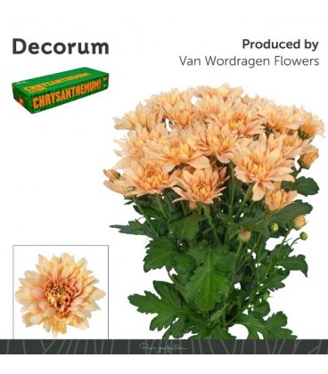 Chrysantheme BR Kalimba Salmon 
