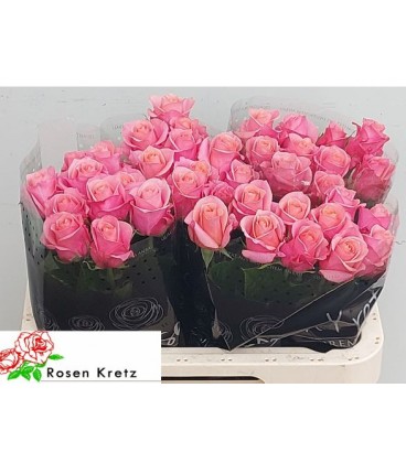 Rose Barby 60 cm