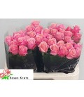 Rose Barby 60 cm