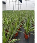 Yucca puck Ø 25