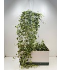 Lierre White wonder Ø 24