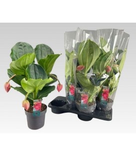 Medinella Flamingo pot de 17 