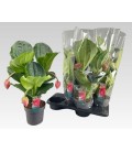 Medinella Flamingo pot de 17 