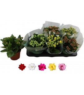 Kalanchoe mix Ø15