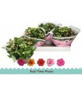 Kalanchoe Coupe de 23 Carnaval 