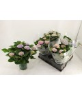 Hortensia Mag Revolution Ø 14