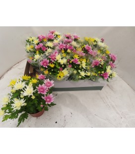 Chrysantheme carnaval Ø12
