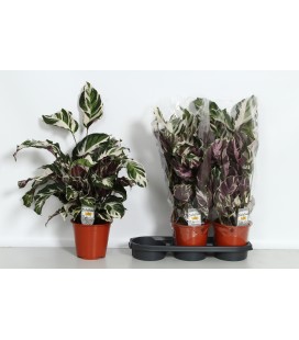 Calathea Stella Ø 19