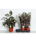 Calathea Stella Ø 14