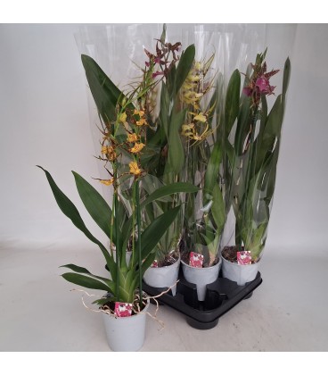 Brassia Summer dream Ø 12 