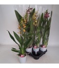 Brassia Summer dream Ø 12 