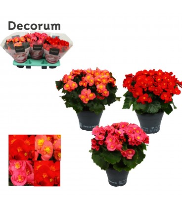 Begonia Belove mix  Ø 19