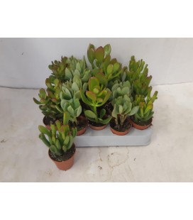 Plantes Grass mix Ø5.5