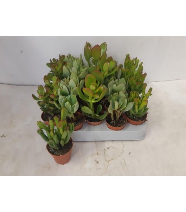 Plantes Grass mix Ø5.5