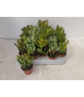 Plantes Grass mix Ø5.5