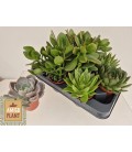 Succulentes mix pot de 07