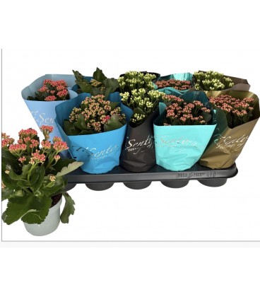 Kalanchoe Ø 11.50