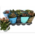 Kalanchoe Ø 11.50