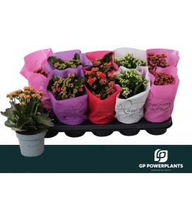 Kalanchoe mix Ø12