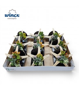 Compo etoile de mer succulente