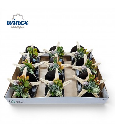 Compo etoile de mer succulente