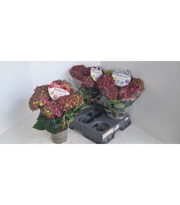 Hortensia Rembr Rosso pot de 15