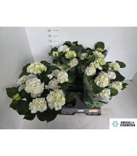 Hortensia Schneeball pot de 14