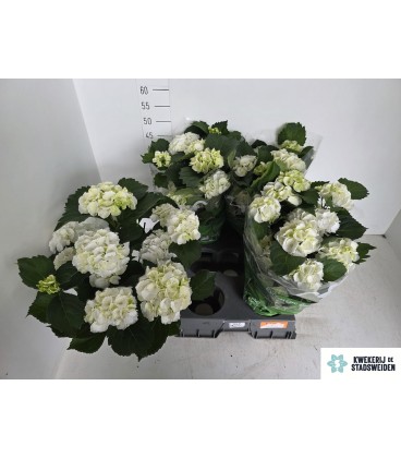 Hortensia Schneeball pot de 14