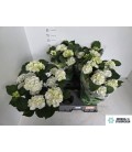 Hortensia Schneeball pot de 14