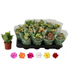 Kalanchoe pot de 07 mix 