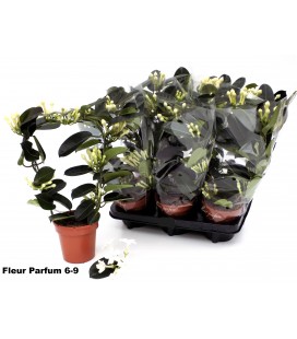 Stephanotis pot de 12 