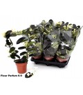 Stephanotis pot de 12 coeur