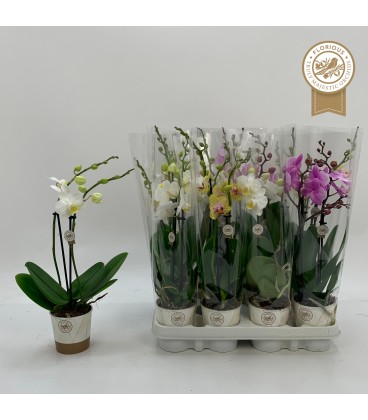 Phalaenopsis pot de 9 h 50 2 br